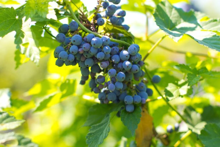 Quel raisin entre dans la composition du vin de Bourgogne ?